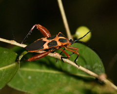 Laminiceps sumptuosus