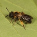 Andrena bicolor - Photo 由 Marie Lou Legrand 所上傳的 (c) Marie Lou Legrand，保留部份權利CC BY-NC