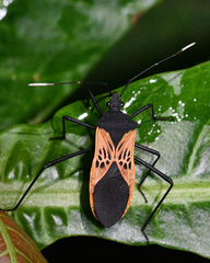 Leptoscelis limbativentris