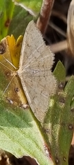 Scopula optivata