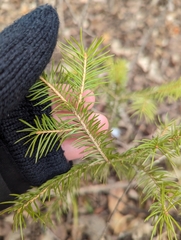 Picea