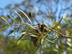 Hakea dactyloides