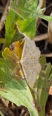 Scopula optivata