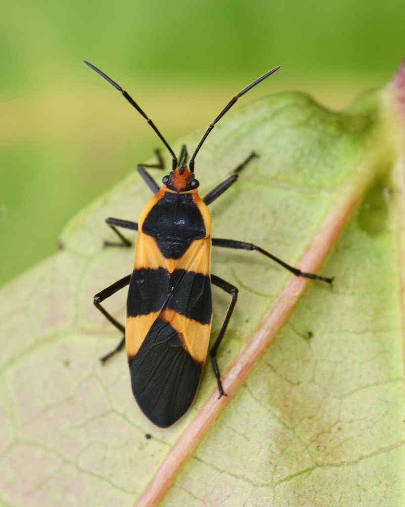 Oncopeltus sandarachatus
