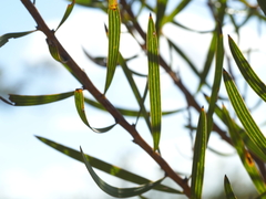 Hakea dactyloides