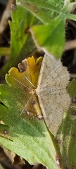 Scopula optivata