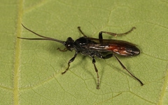 Ctenichneumon panzeri