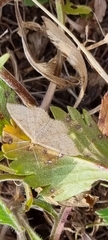 Scopula optivata