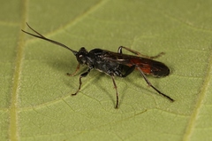Ctenichneumon panzeri