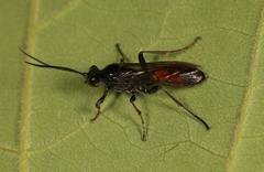 Ctenichneumon panzeri
