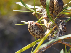 Hakea dactyloides