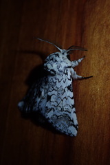 Pseudorethona albicans