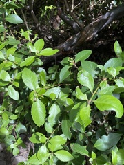 Escallonia rubra