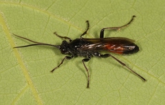Ctenichneumon panzeri
