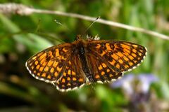Melitaea athalia