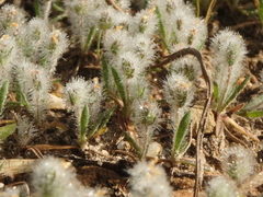 Plantago bellardii