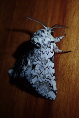 Pseudorethona albicans