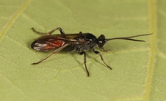 Ctenichneumon panzeri