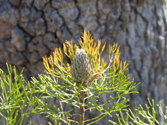 Petrophile canescens