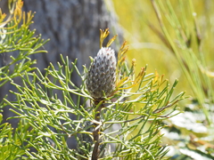 Petrophile canescens