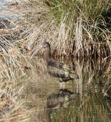 Plegadis falcinellus