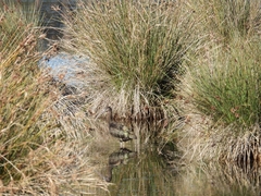 Plegadis falcinellus