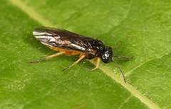 Halidamia affinis