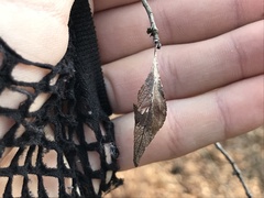 Crataegus spathulata