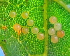 Phryganidia californica