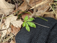 Potentilla recta