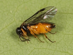 Halidamia affinis