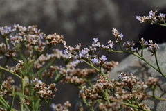 Limonium brasiliense