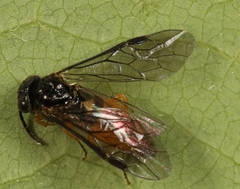 Halidamia affinis