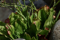 Limonium brasiliense