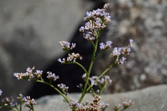 Limonium brasiliense