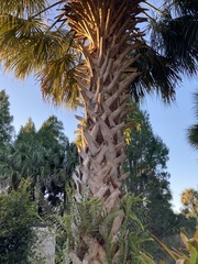 Sabal palmetto