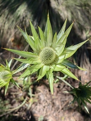 Eryngium proteiflorum