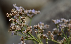 Limonium brasiliense
