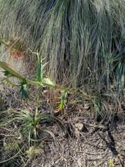 Eryngium proteiflorum