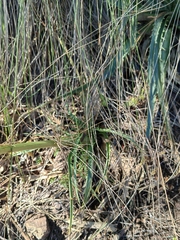 Eryngium proteiflorum