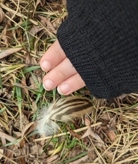 Anas platyrhynchos platyrhynchos