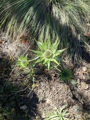 Eryngium proteiflorum