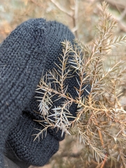 Juniperus virginiana