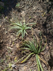 Eryngium proteiflorum
