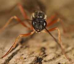 Liotryphon punctulatus