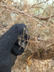 Juniperus virginiana