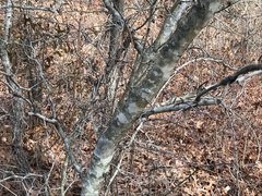 Crataegus spathulata