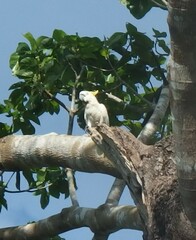 Cacatua sulphurea