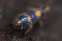 Lepidocyrtus fimicolus