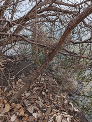 Juniperus virginiana